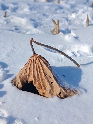 冬日枯叶雪景摄影