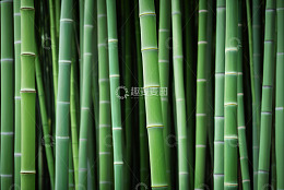 翠绿竹林自然景象