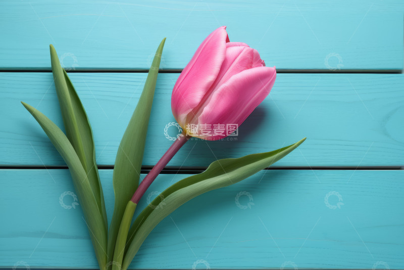 高清大图下载【趣麦麦图】蓝色背景上的粉色郁金香