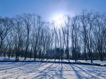 冬日雪景树林风光