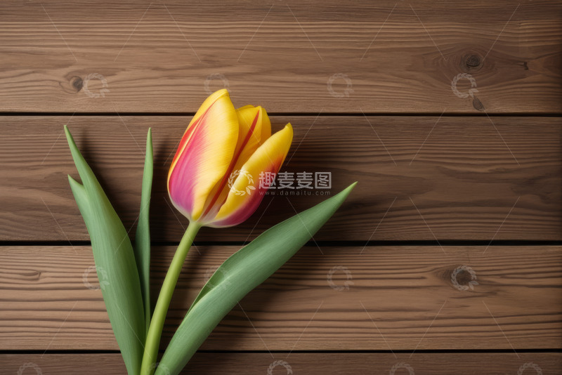 高清大图下载【趣麦麦图】木质背景上的黄色条纹郁金香