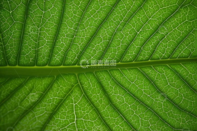 高清大图下载【趣麦麦图】绿色植物叶子纹理特写