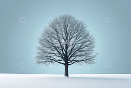 雪地中一棵光秃的树木