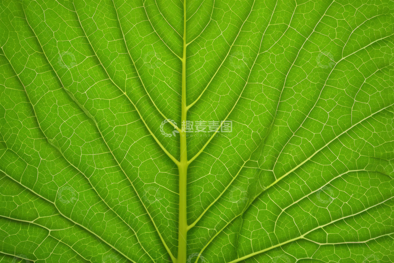 高清大图下载【趣麦麦图】绿色叶片纹理特写素材