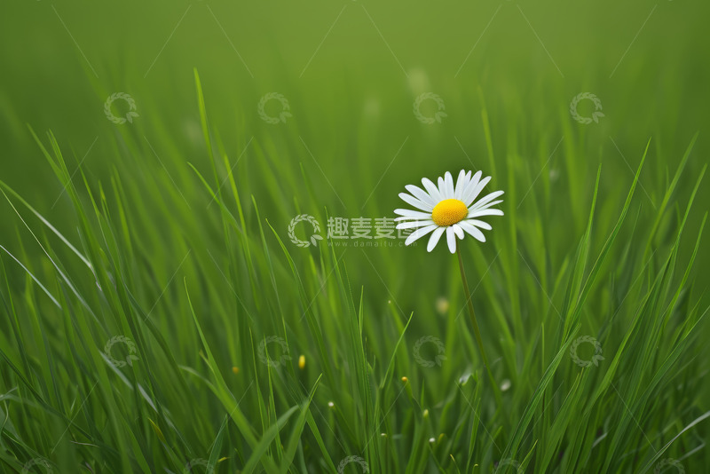 高清大图下载【趣麦麦图】草丛中的白色雏菊特写