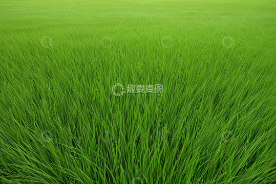 绿色稻田自然风光