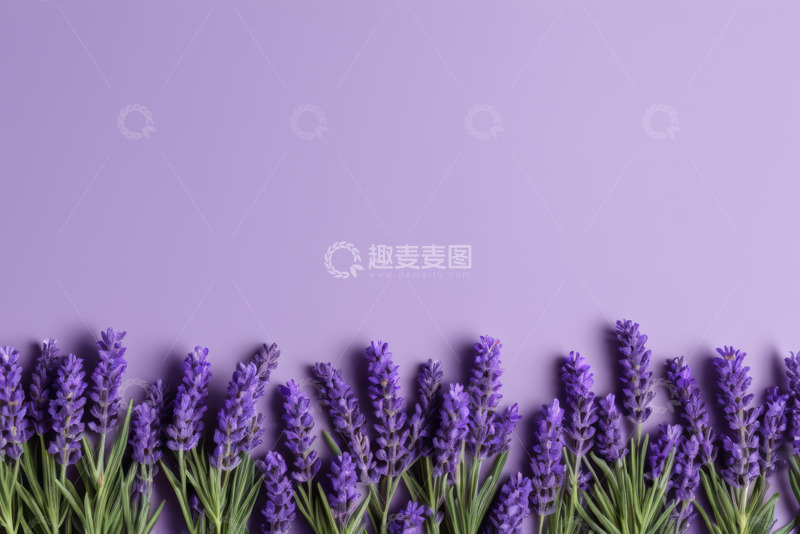 高清大图下载【趣麦麦图】紫色背景上的薰衣草