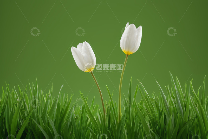 高清大图下载【趣麦麦图】绿草地上的白色郁金香