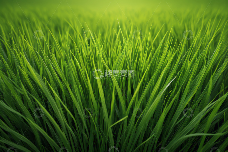 高清大图下载【趣麦麦图】绿色草地自然风光素材