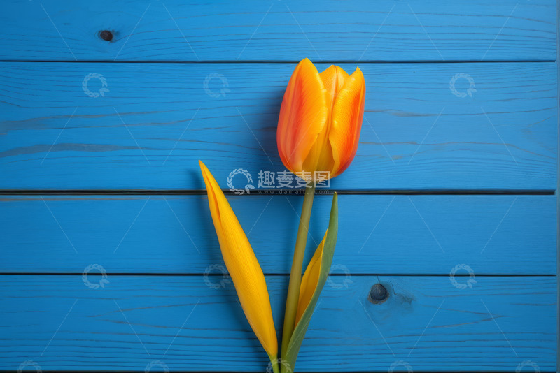 高清大图下载【趣麦麦图】蓝色木板上的橙黄色郁金香