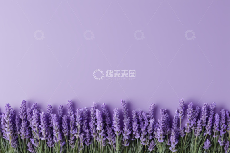 高清大图下载【趣麦麦图】紫色背景下的薰衣草