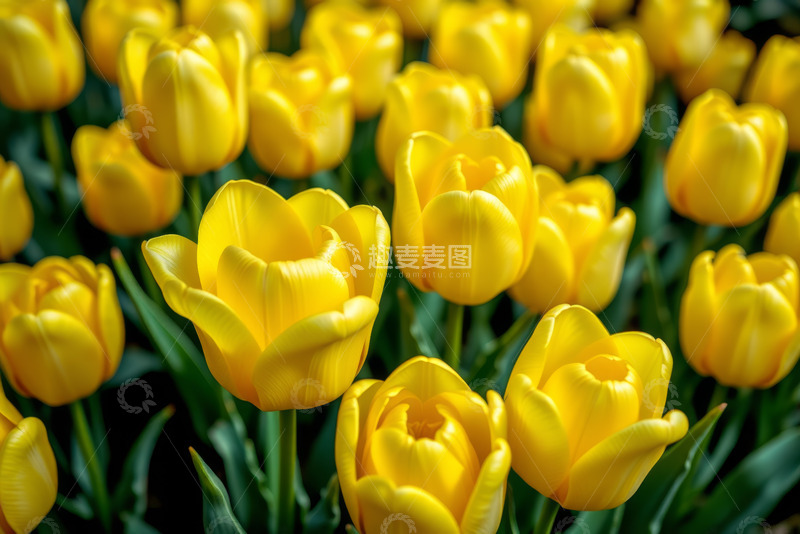 高清大图下载【趣麦麦图】-黄色郁金香花卉特写