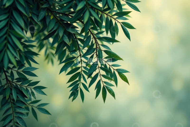 高清大图下载【趣麦麦图】特写绿色植物枝叶