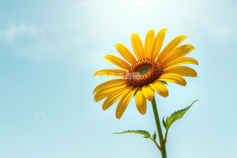 高清大图下载【趣麦麦图】蓝天背景下的向日葵特写