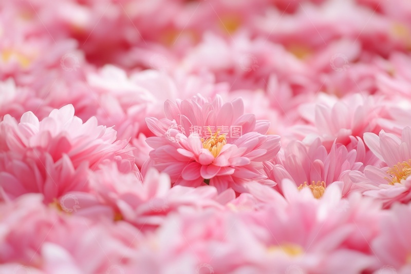 高清大图下载【趣麦麦图】粉色的一堆菊花花朵