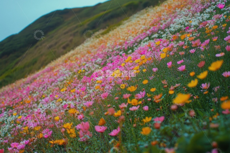 高清大图下载【趣麦麦图】山坡上的一片花海花田