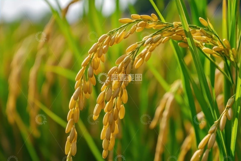 高清大图下载【趣麦麦图】稻谷稻穗特写摄影