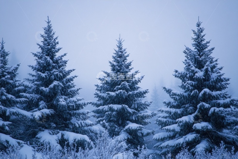 高清大图下载【趣麦麦图】松树林树木特写摄影