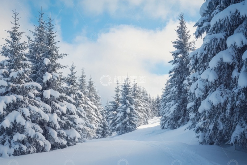 高清大图下载【趣麦麦图】冬季森林松树林风景