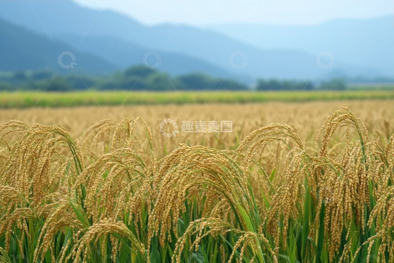 高清大图下载【趣麦麦图】一片金色的稻田农作物