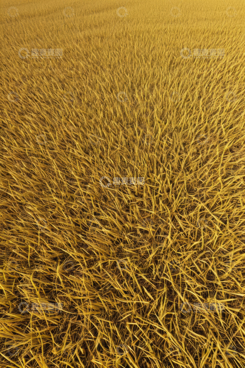 高清大图下载【趣麦麦图】金黄稻田俯拍全景