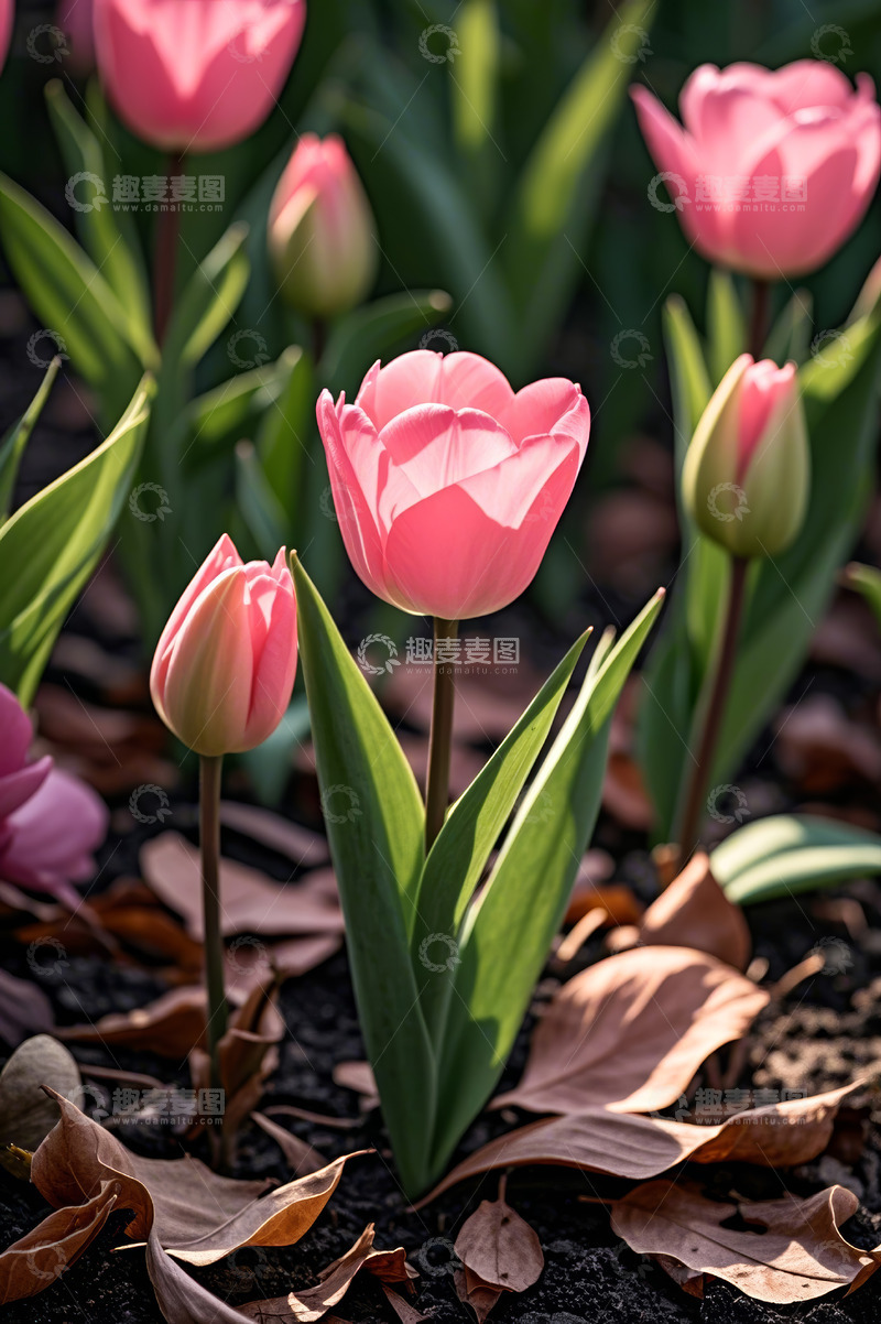 高清大图下载【趣麦麦图】-粉色郁金香花卉特写
