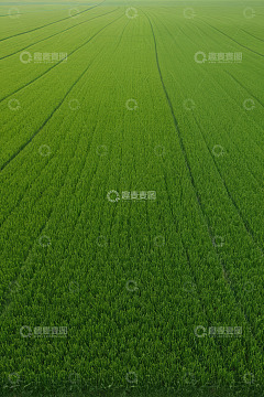 航拍绿色农田全景