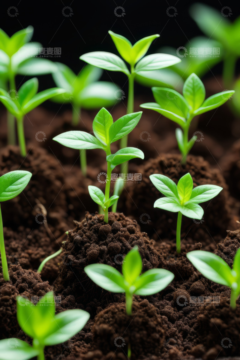 高清大图下载【趣麦麦图】土壤中生长的嫩绿植物
