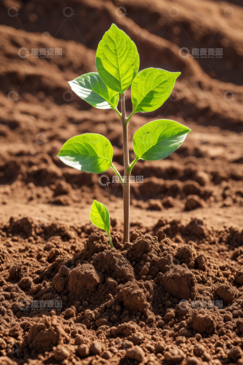 高清大图下载【趣麦麦图】泥土中生长的嫩绿幼苗