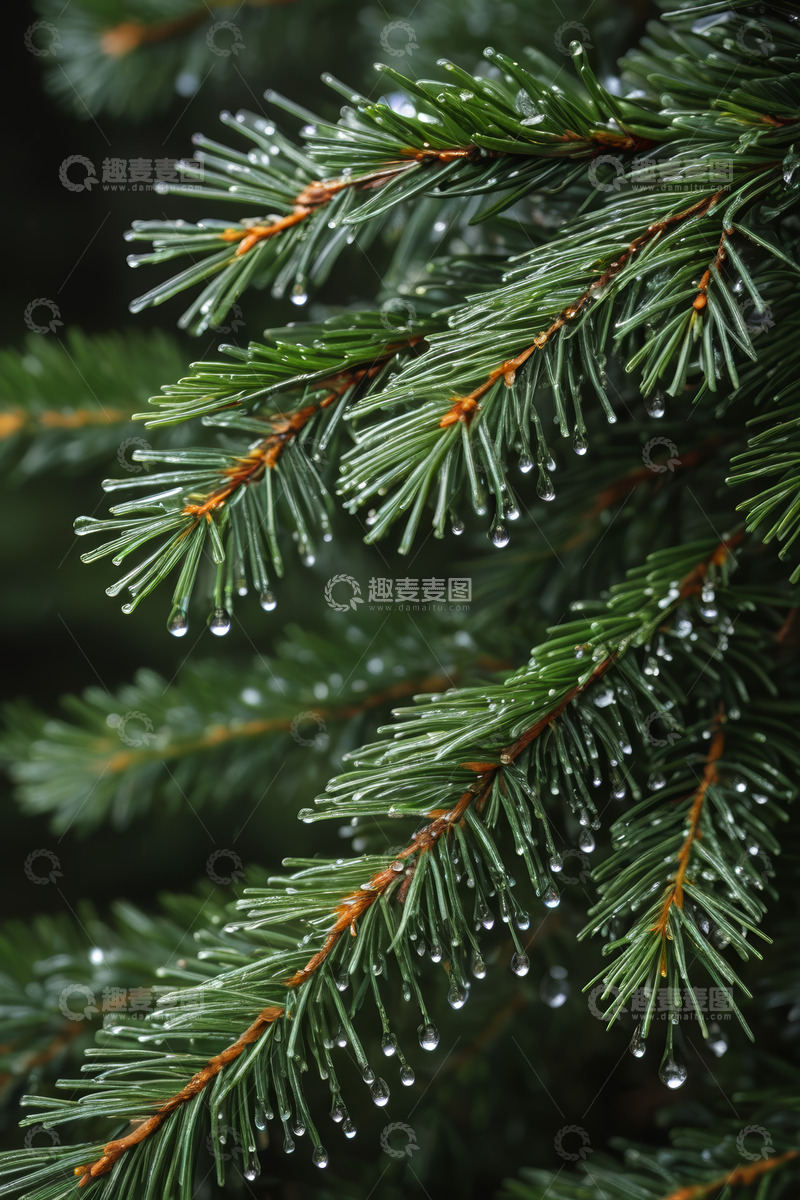 高清大图下载【趣麦麦图】带水珠的松树枝特写