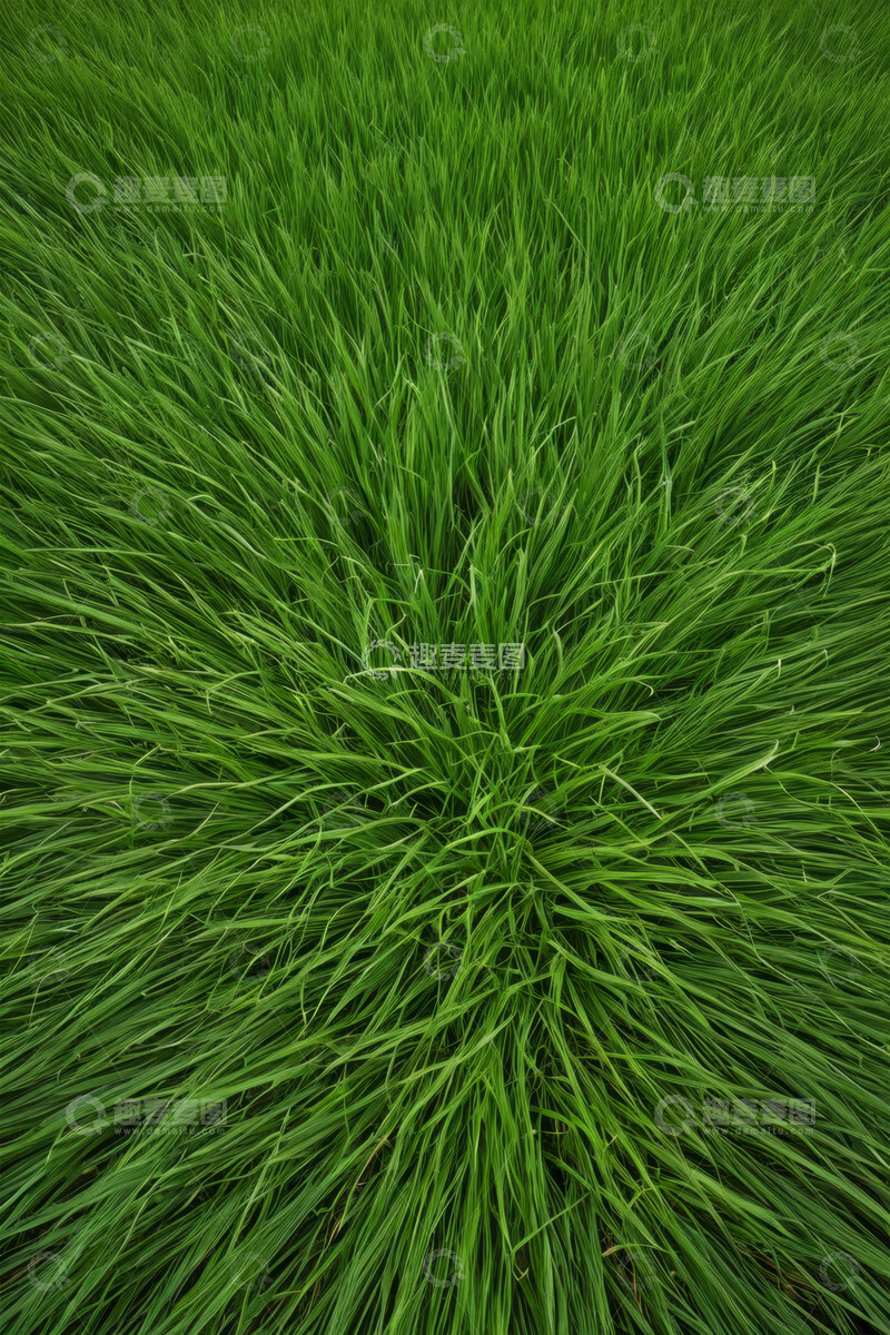 高清大图下载【趣麦麦图】俯拍绿色茂盛草地