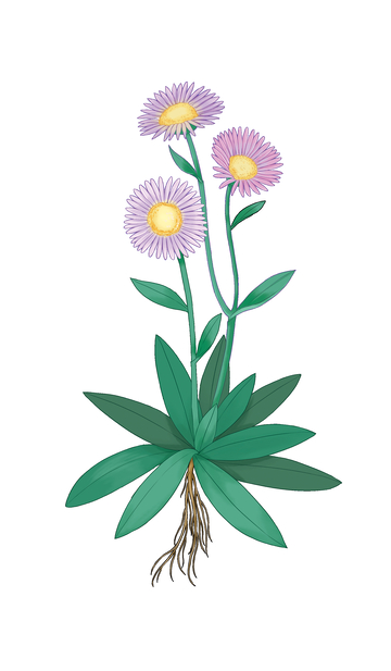 灯盏花插画清新手绘紫色花卉植物