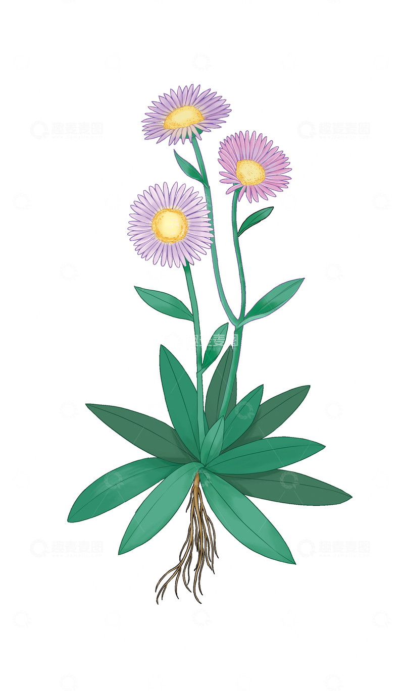 源文件下载【趣麦麦图】-灯盏花插画清新手绘紫色花卉植物