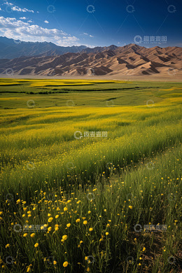 沙漠边缘的黄色花海景观