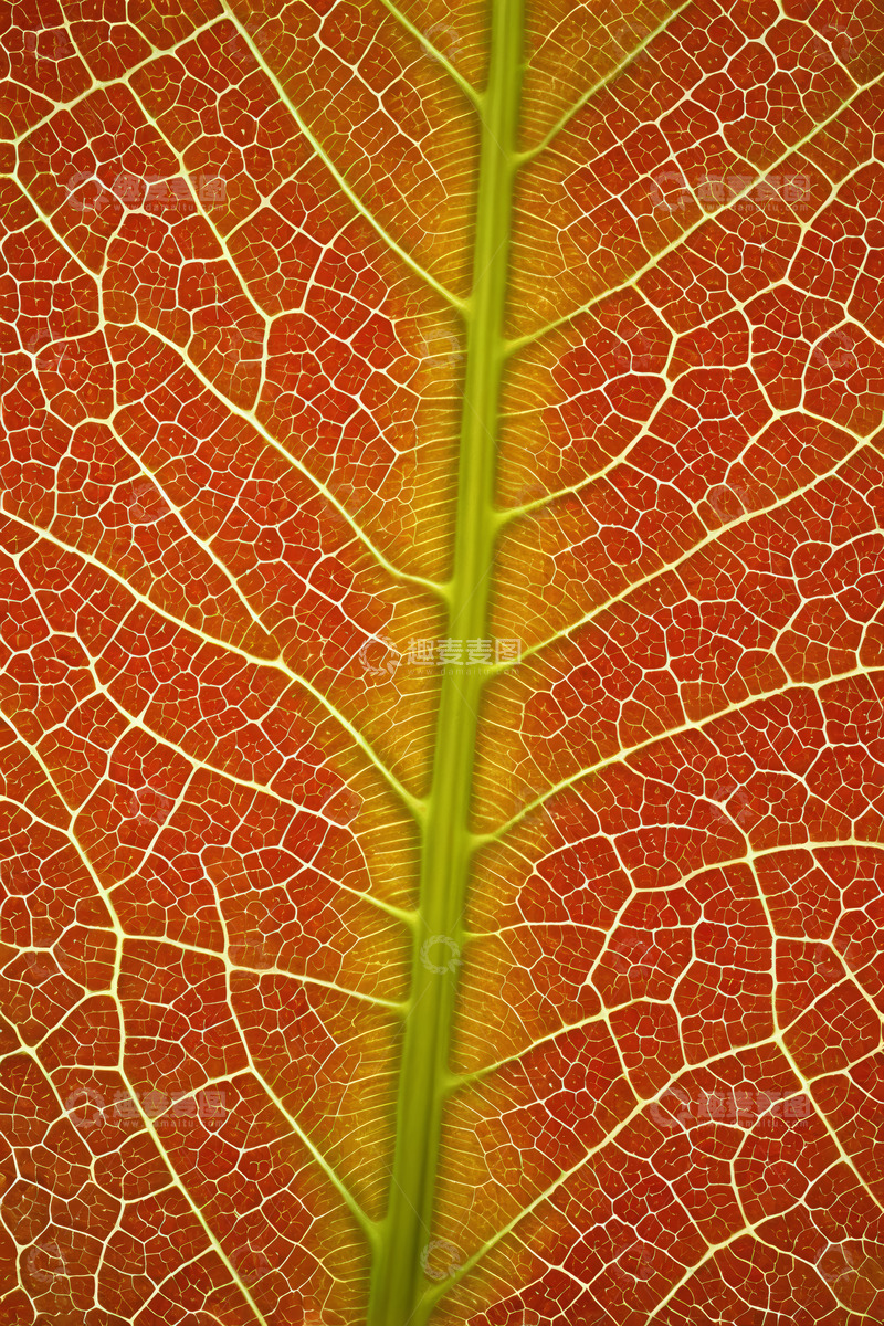 高清大图下载【趣麦麦图】红色叶片叶脉微距特写