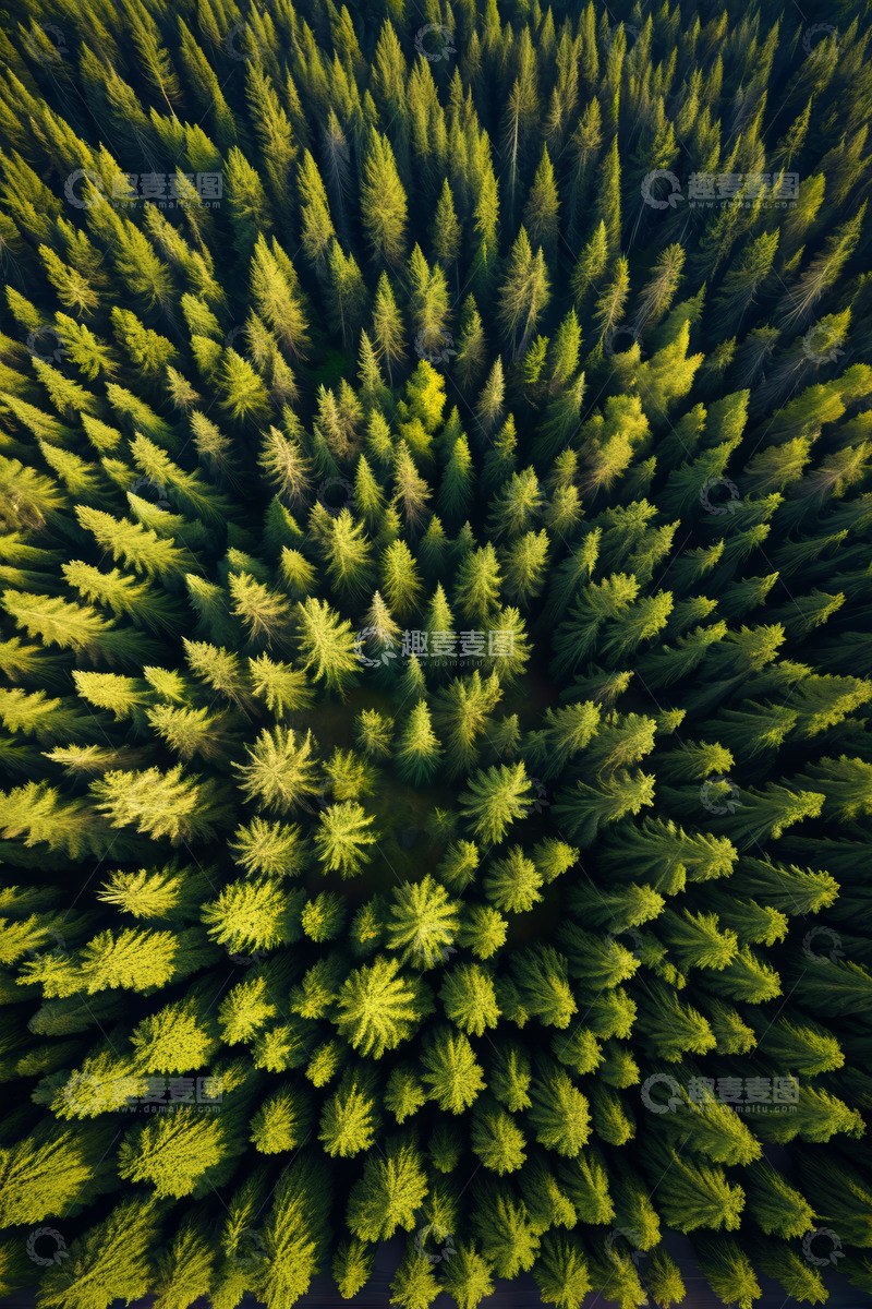 高清大图下载【趣麦麦图】俯瞰茂密森林全景