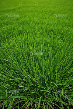 绿色水稻田风光