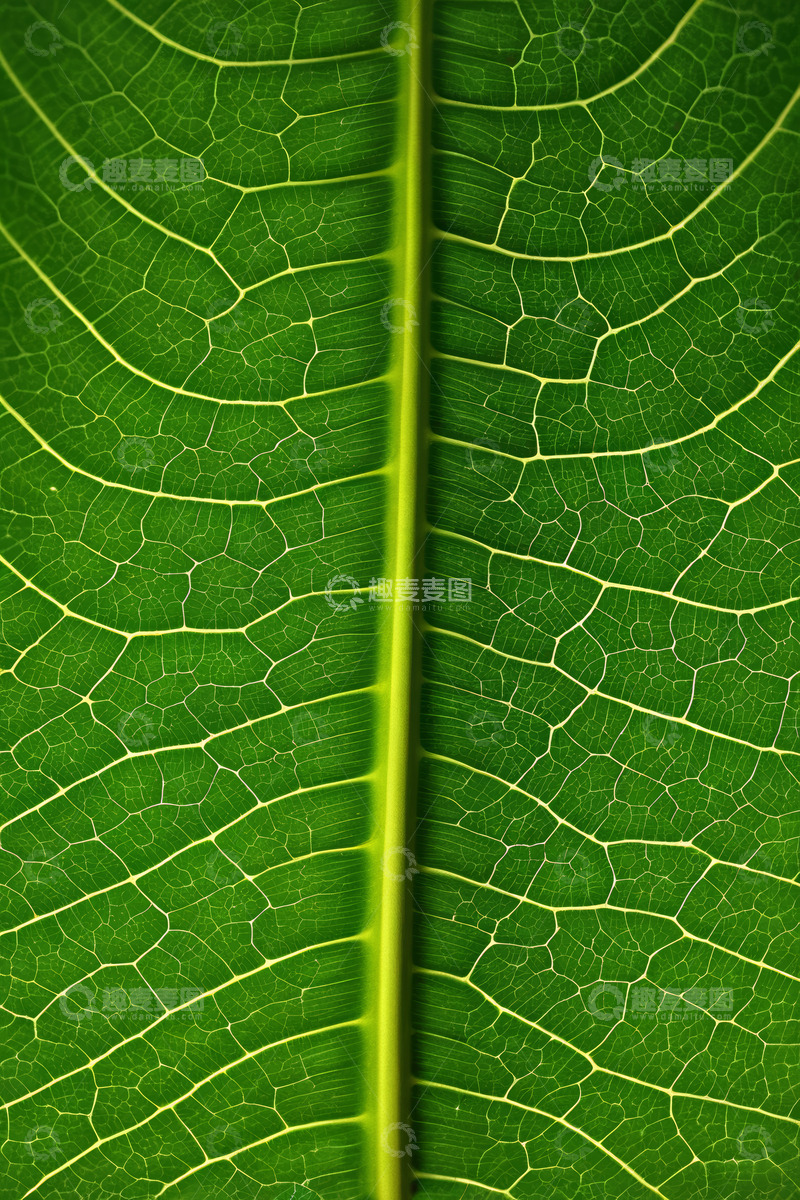 高清大图下载【趣麦麦图】绿色叶子叶脉微距特写
