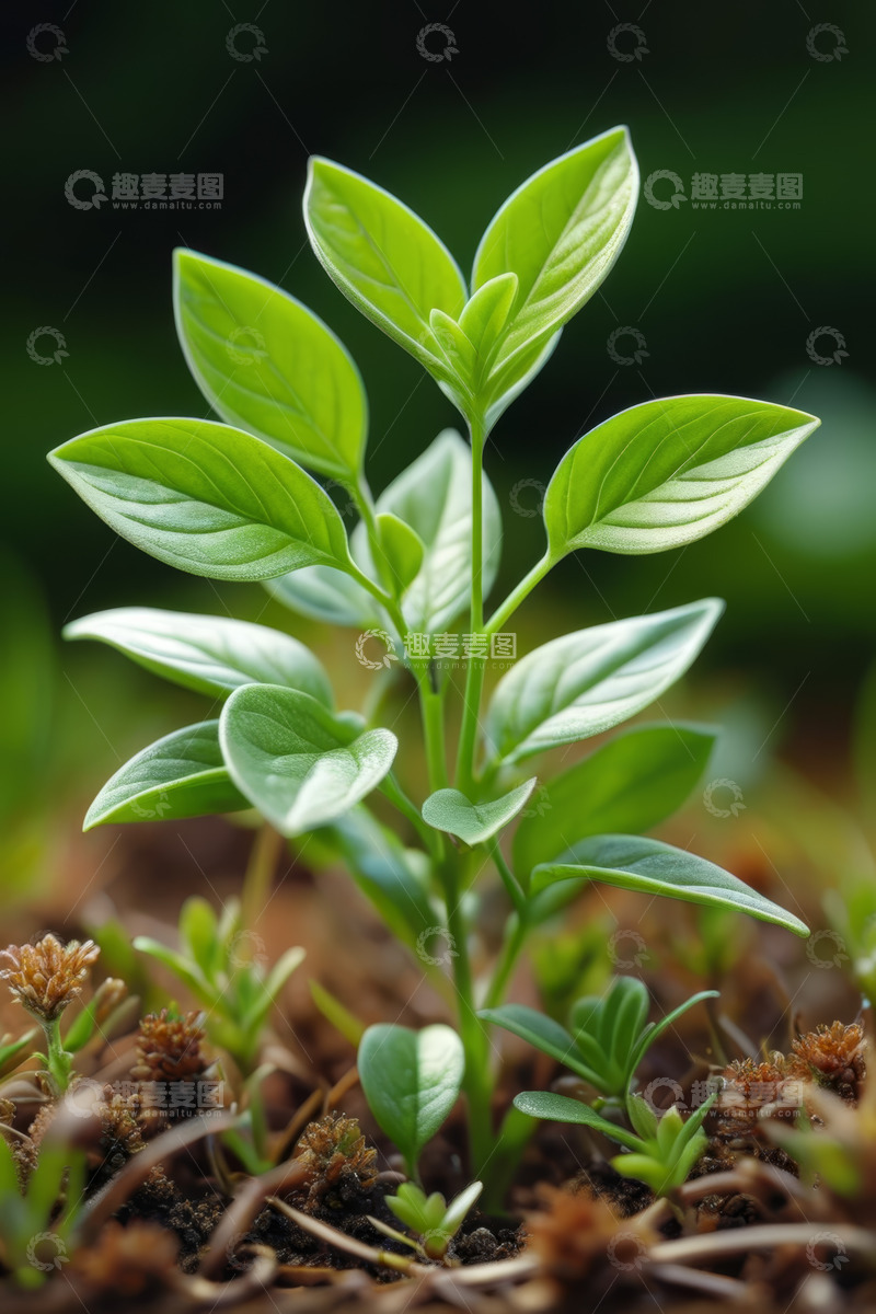 高清大图下载【趣麦麦图】绿色幼苗特写素材