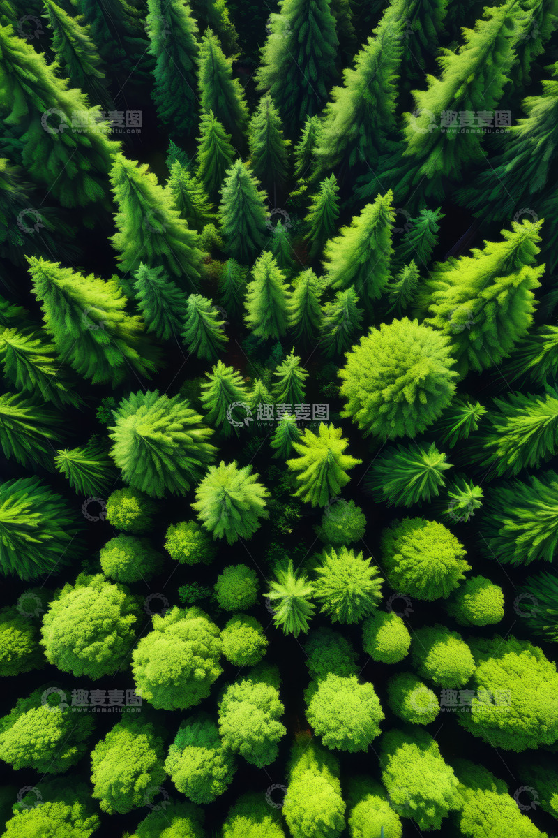高清大图下载【趣麦麦图】俯瞰茂密森林绿色景观