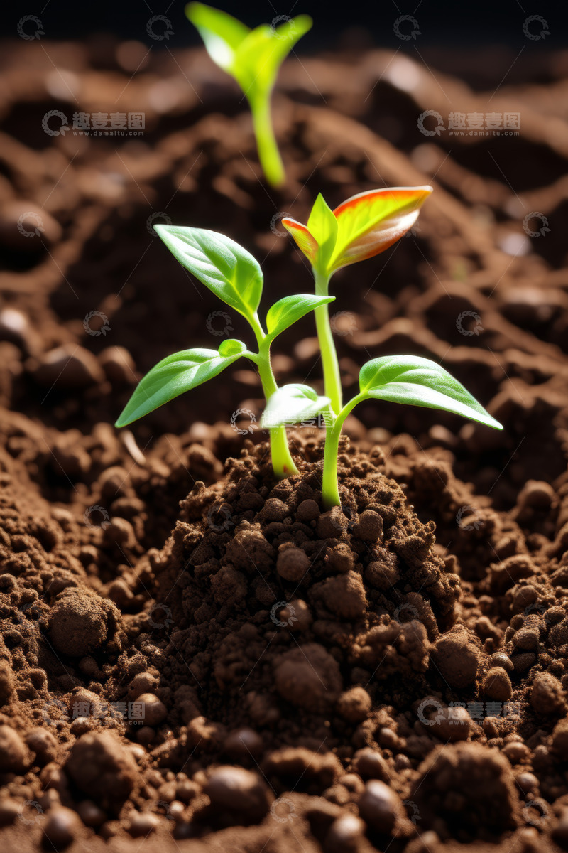 高清大图下载【趣麦麦图】泥土中生长的嫩绿植物