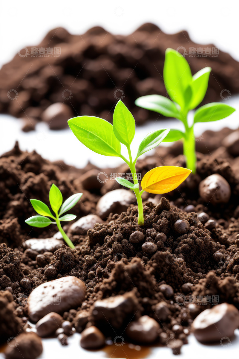 高清大图下载【趣麦麦图】土壤中生长的嫩绿幼苗