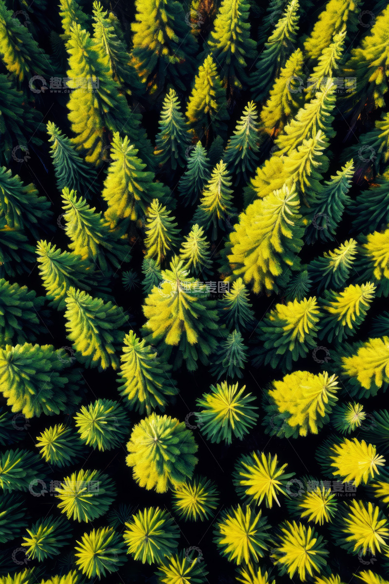 高清大图下载【趣麦麦图】俯瞰茂密森林绿植景观