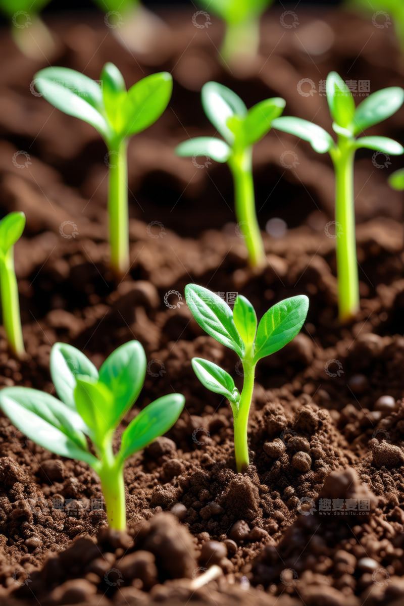 高清大图下载【趣麦麦图】土壤中生长的嫩绿幼苗