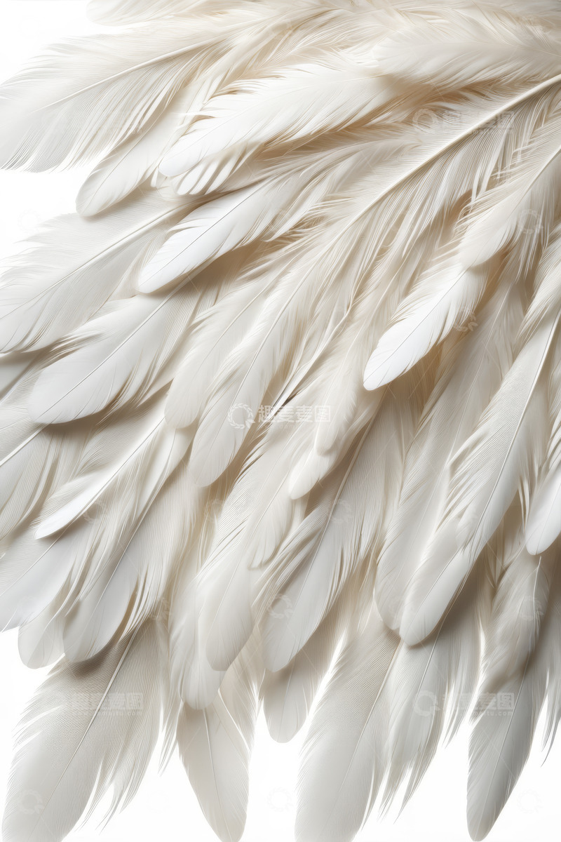 高清大图下载【趣麦麦图】白色羽毛特写素材