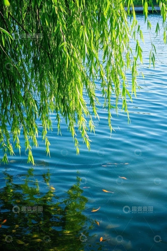 垂柳下池塘中游动的金鱼