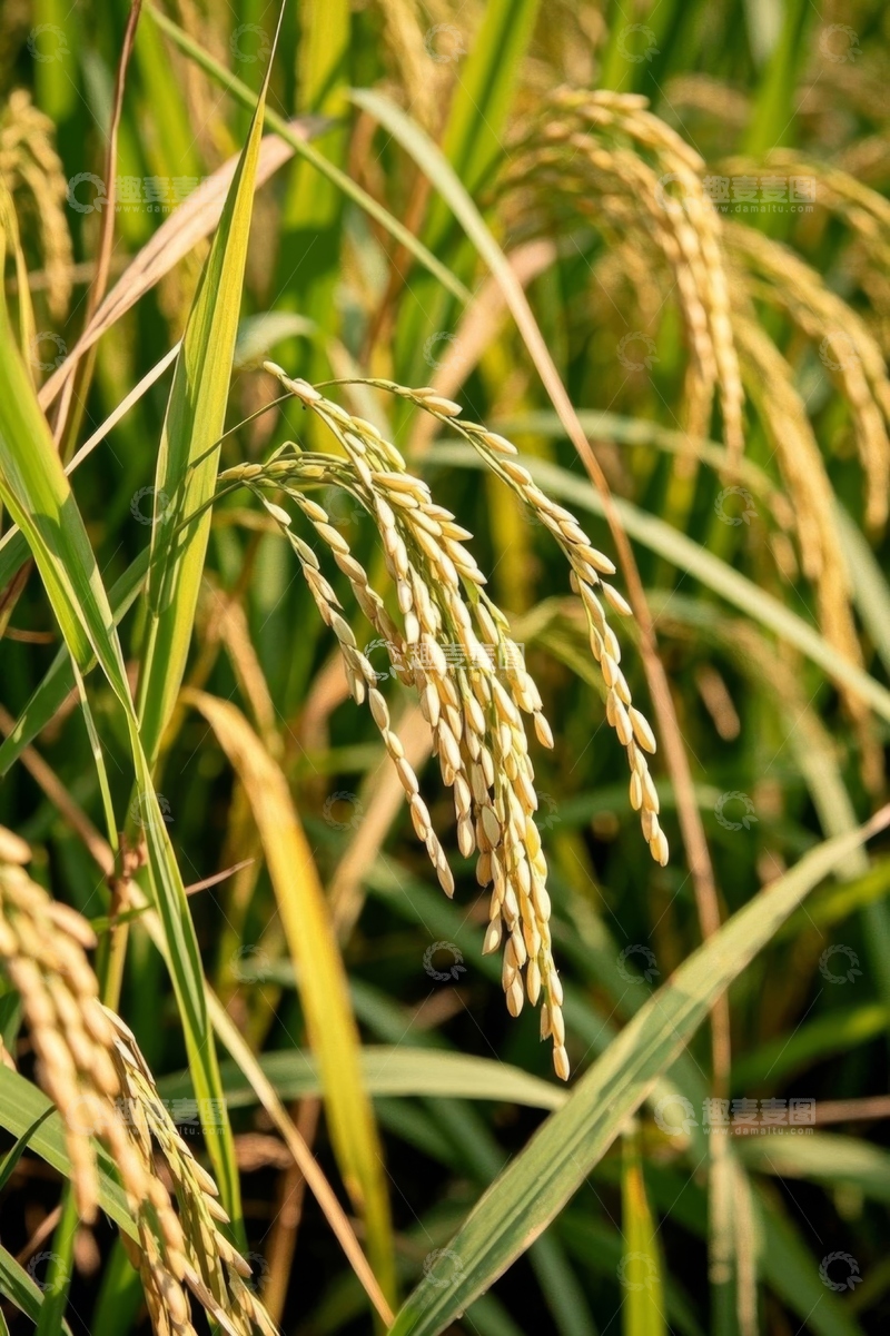高清大图下载【趣麦麦图】成熟饱满的水稻特写