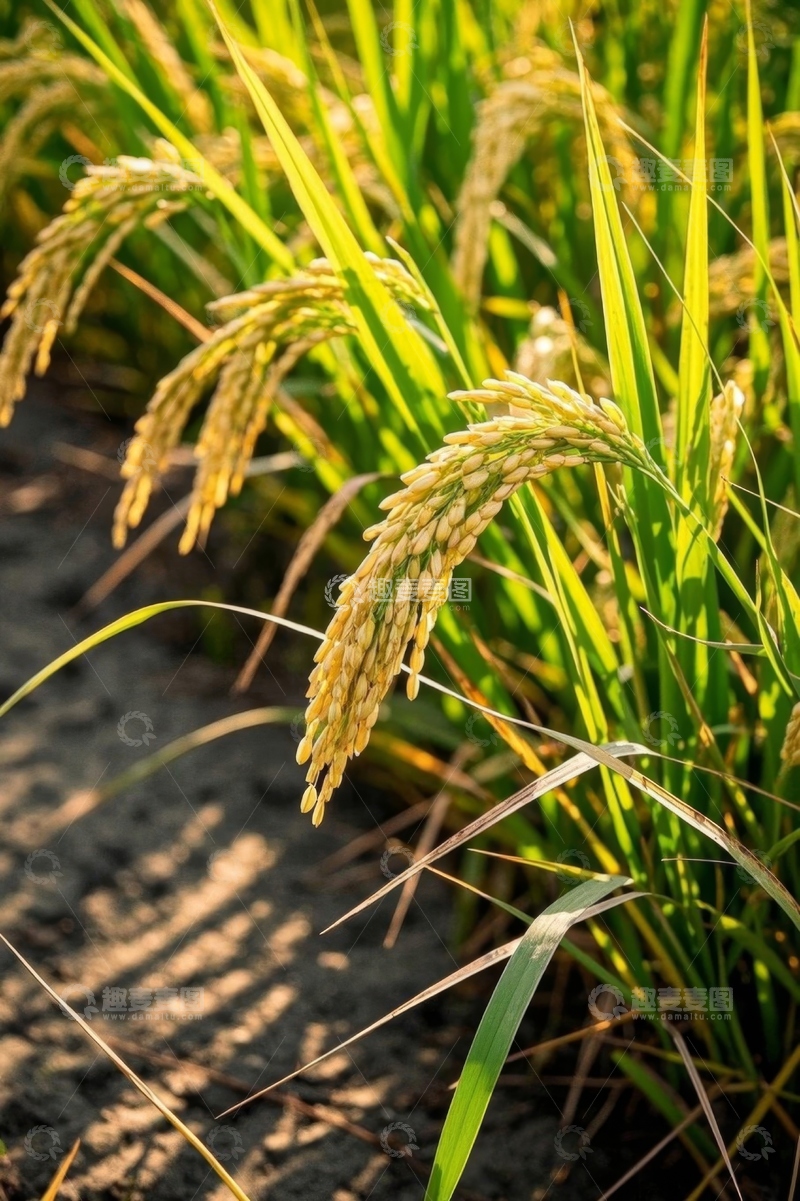 高清大图下载【趣麦麦图】成熟饱满的水稻植株