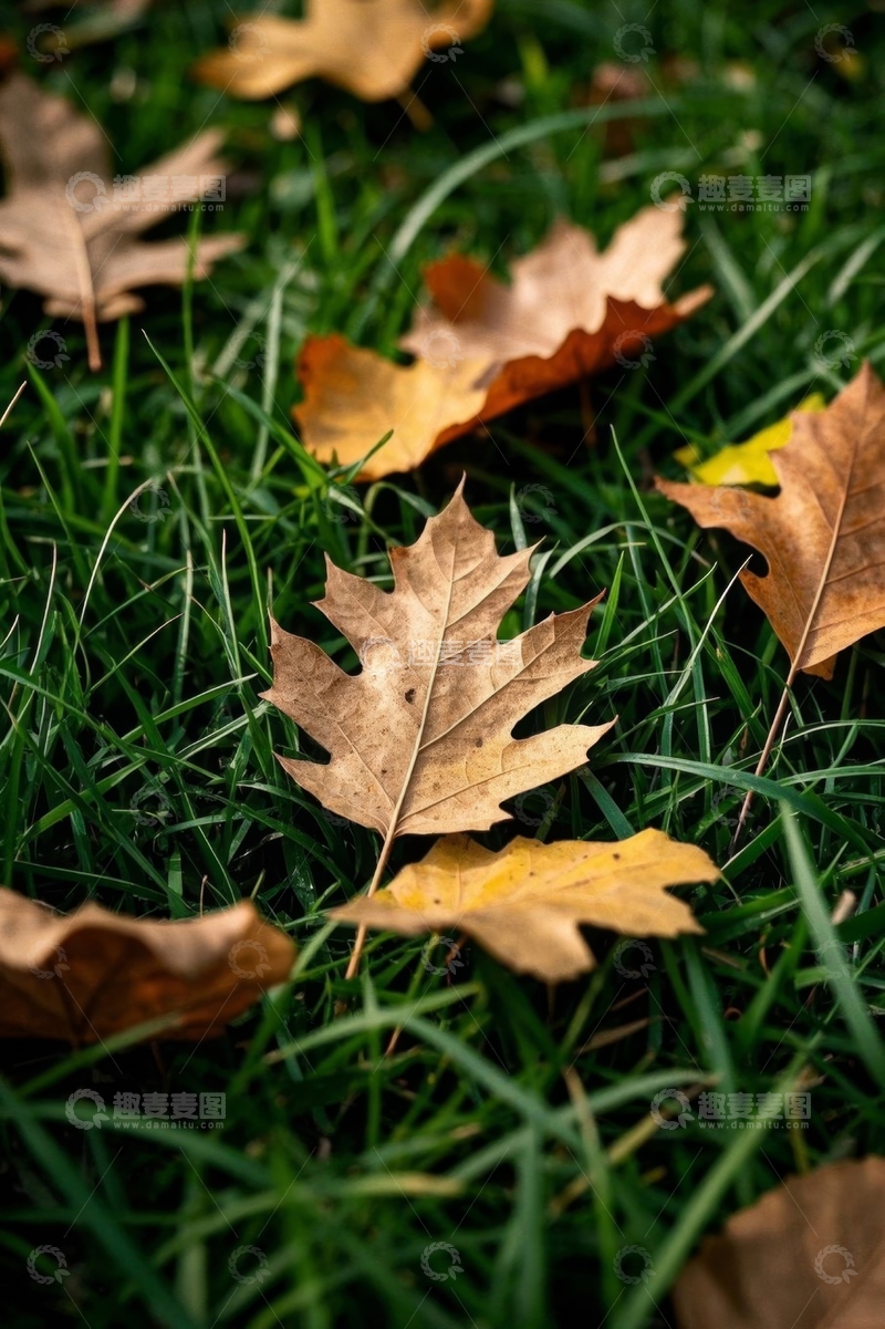 高清大图下载【趣麦麦图】草地上的黄色落叶自然景象