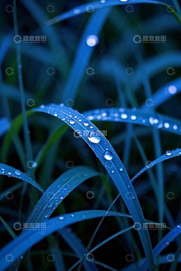 草叶上的晶莹水滴特写